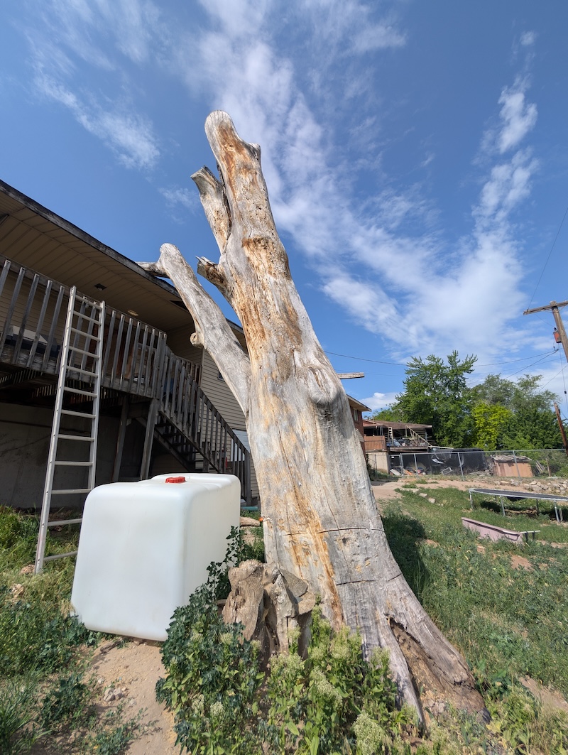 Tree service project near Alpine, UT
