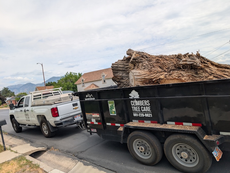 Tree service project near Highland, UT
