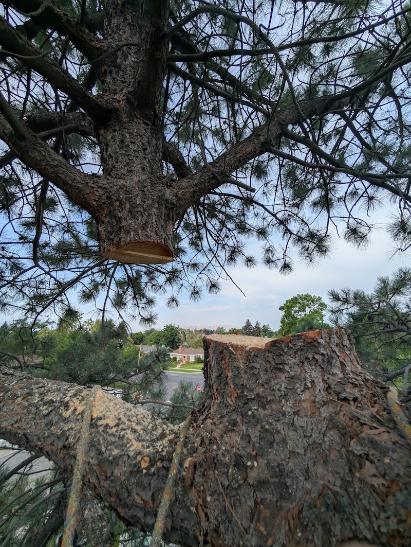 Tree service project near American Fork, UT