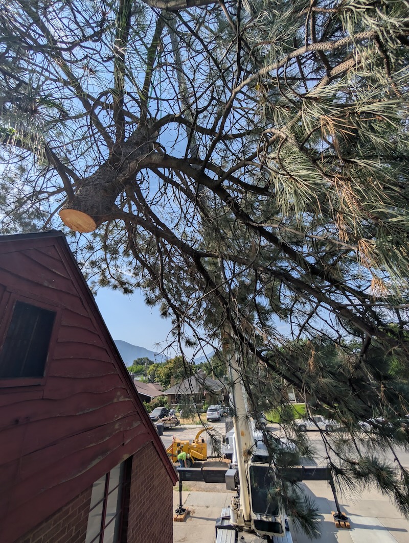 Tree service in Lehi, UT