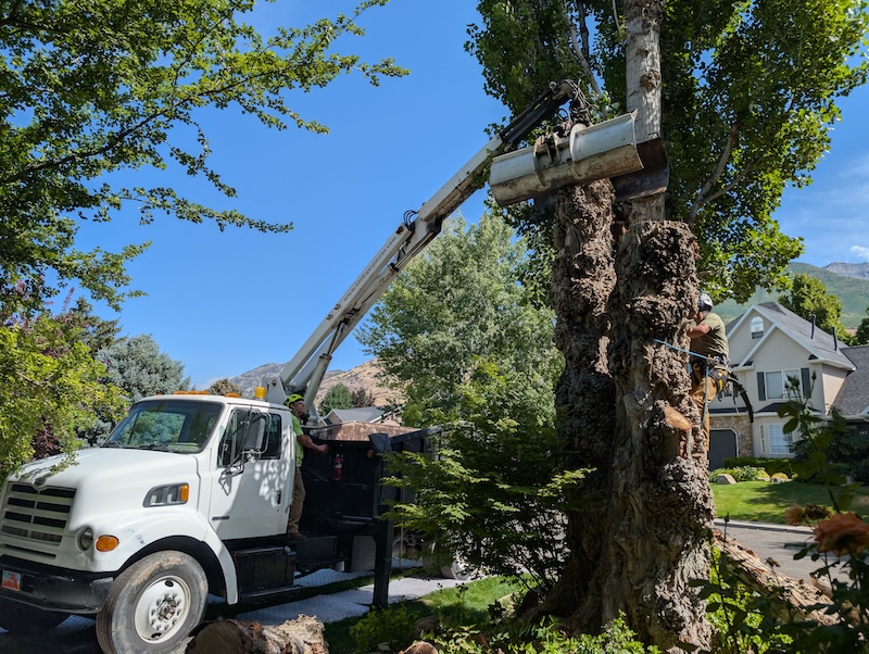 Tree service project near American Fork, UT