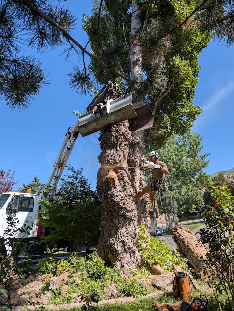Tree service project near American Fork, UT