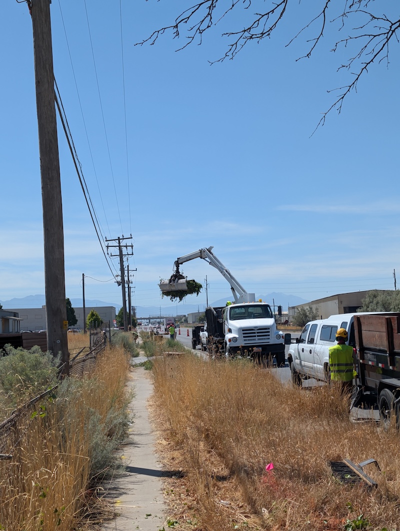 Tree service in American Fork, UT