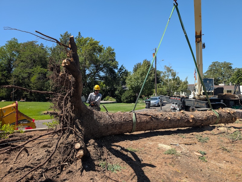 Tree service project near Pleasant Grove, UT