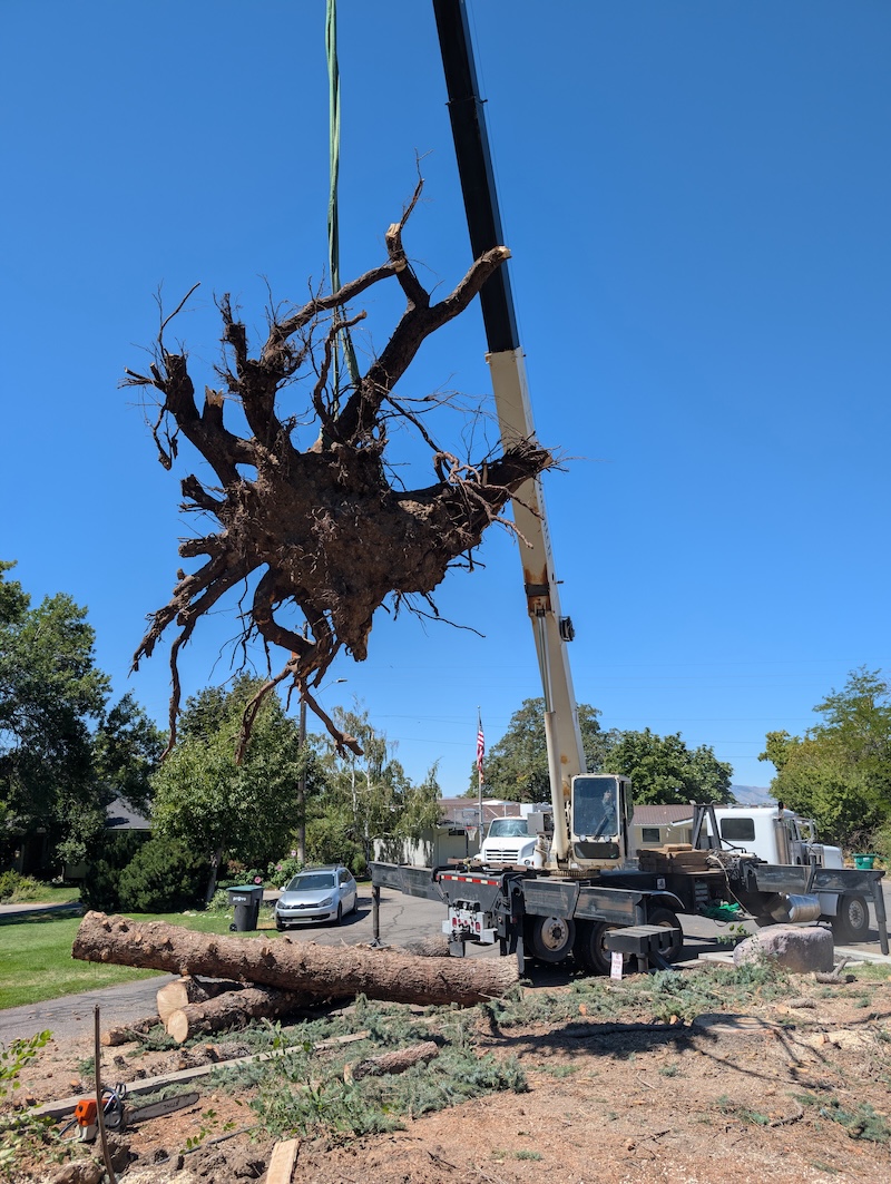 Tree service project near Pleasant Grove, UT