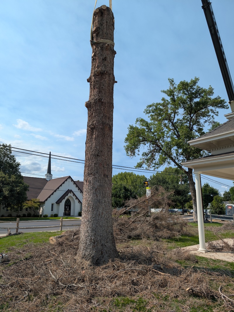 Tree service in Orem, UT