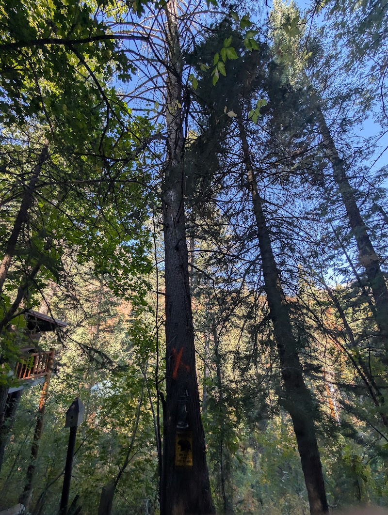 Tree service project near Orem, UT