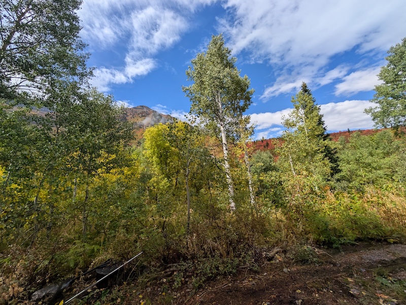 Tree service in Provo, UT by Climbers Tree Care