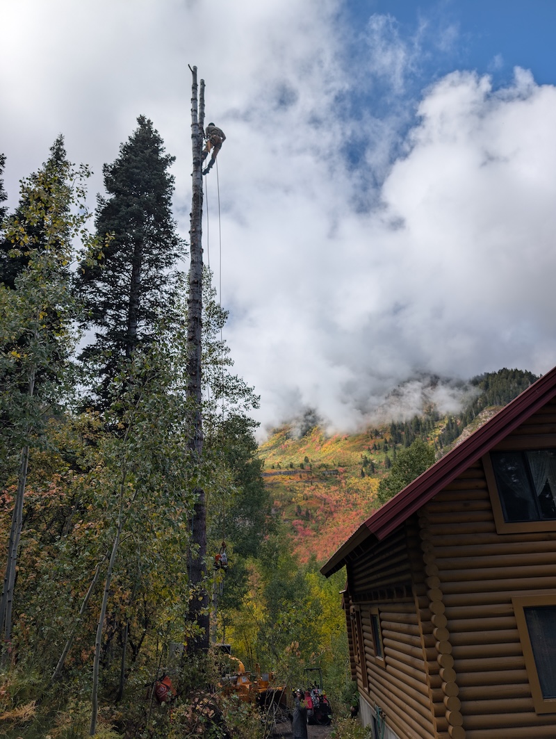 Tree service project near Provo, UT
