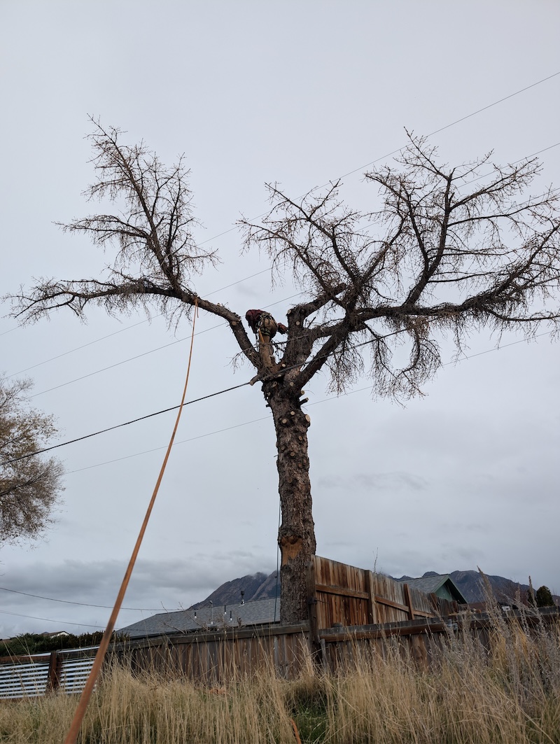 Tree service project near Eagle Mountain, UT