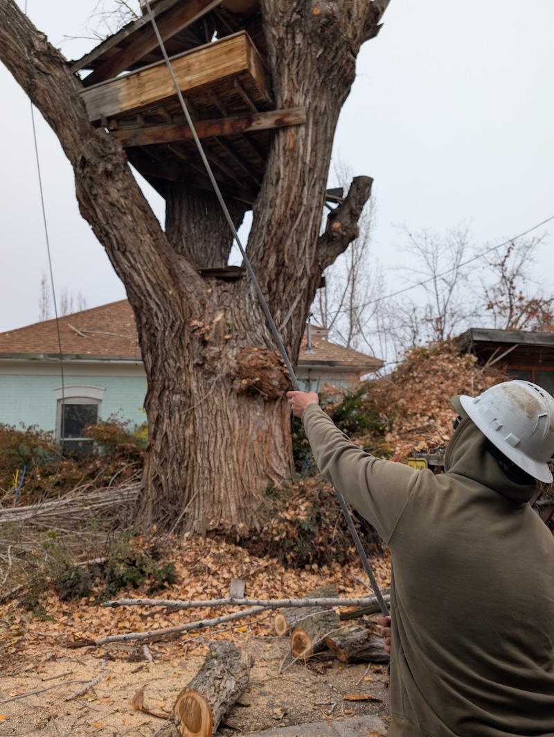 Climbers Tree Care crew at work - photo 3