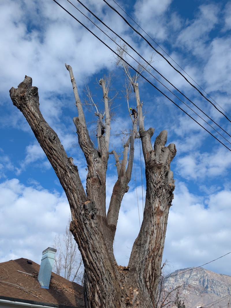 Climbers Tree Care crew at work - photo 5