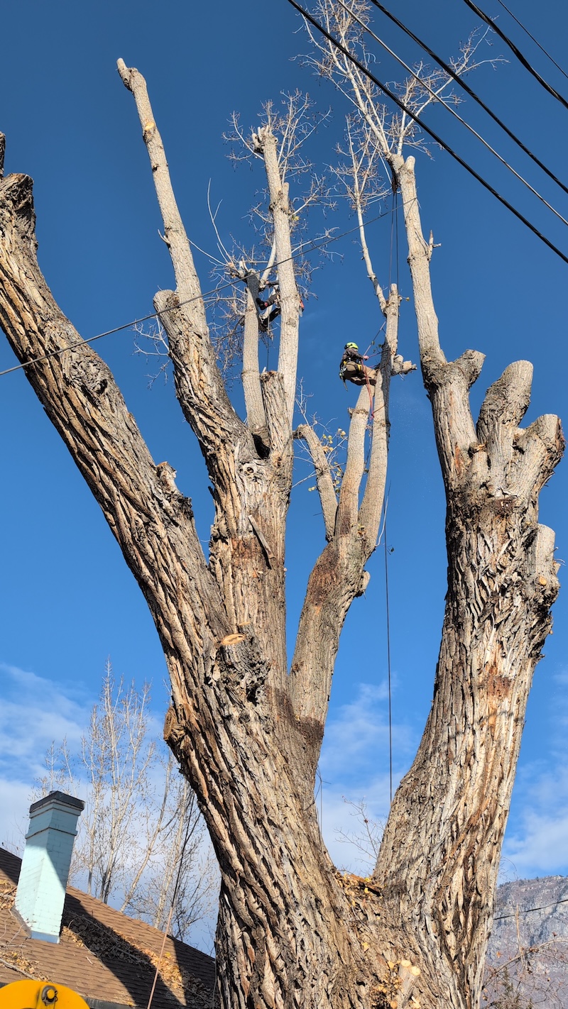Tree service project near Springville, UT