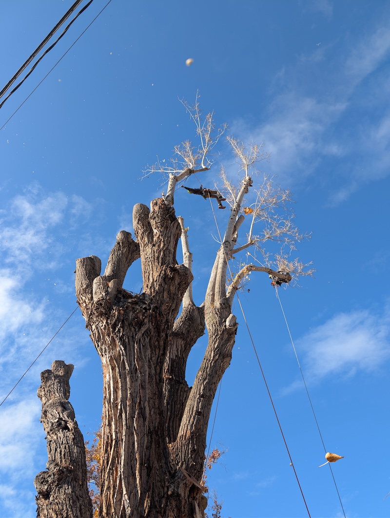 Tree service project near Springville, UT
