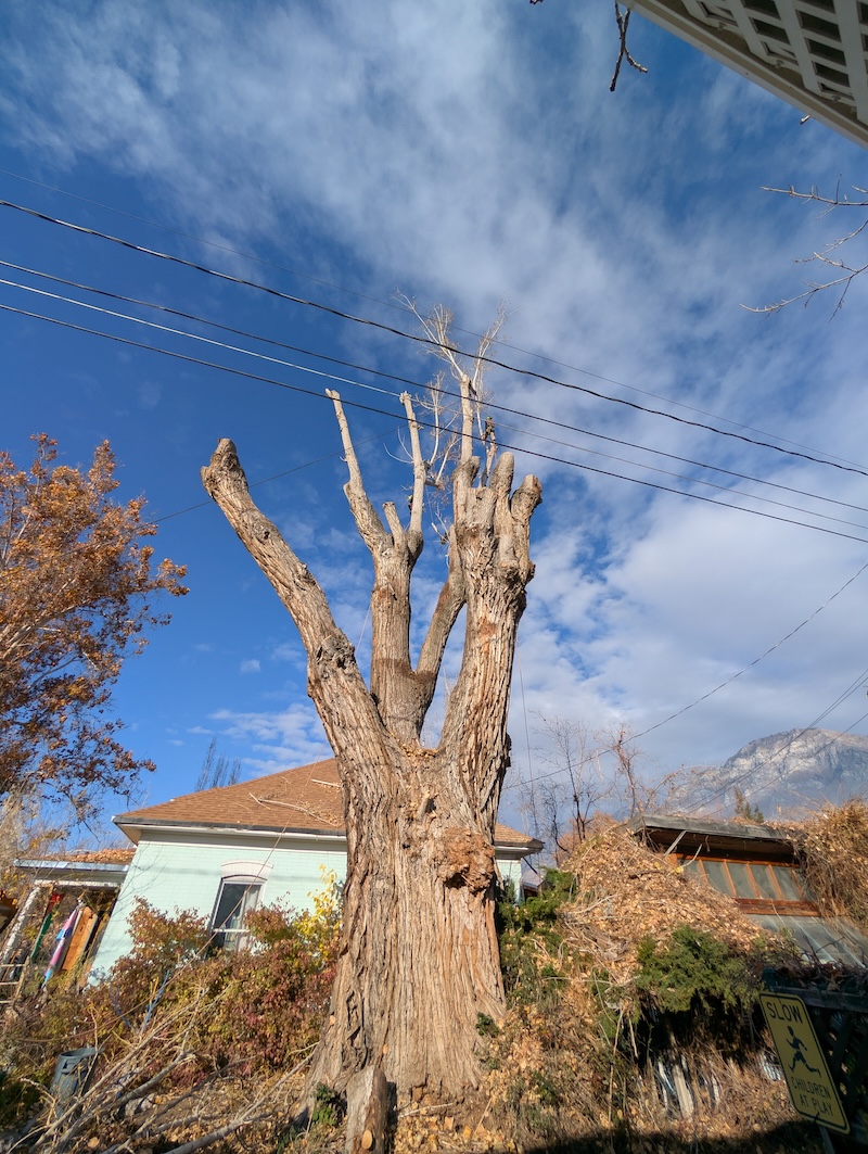 Tree service project near Springville, UT