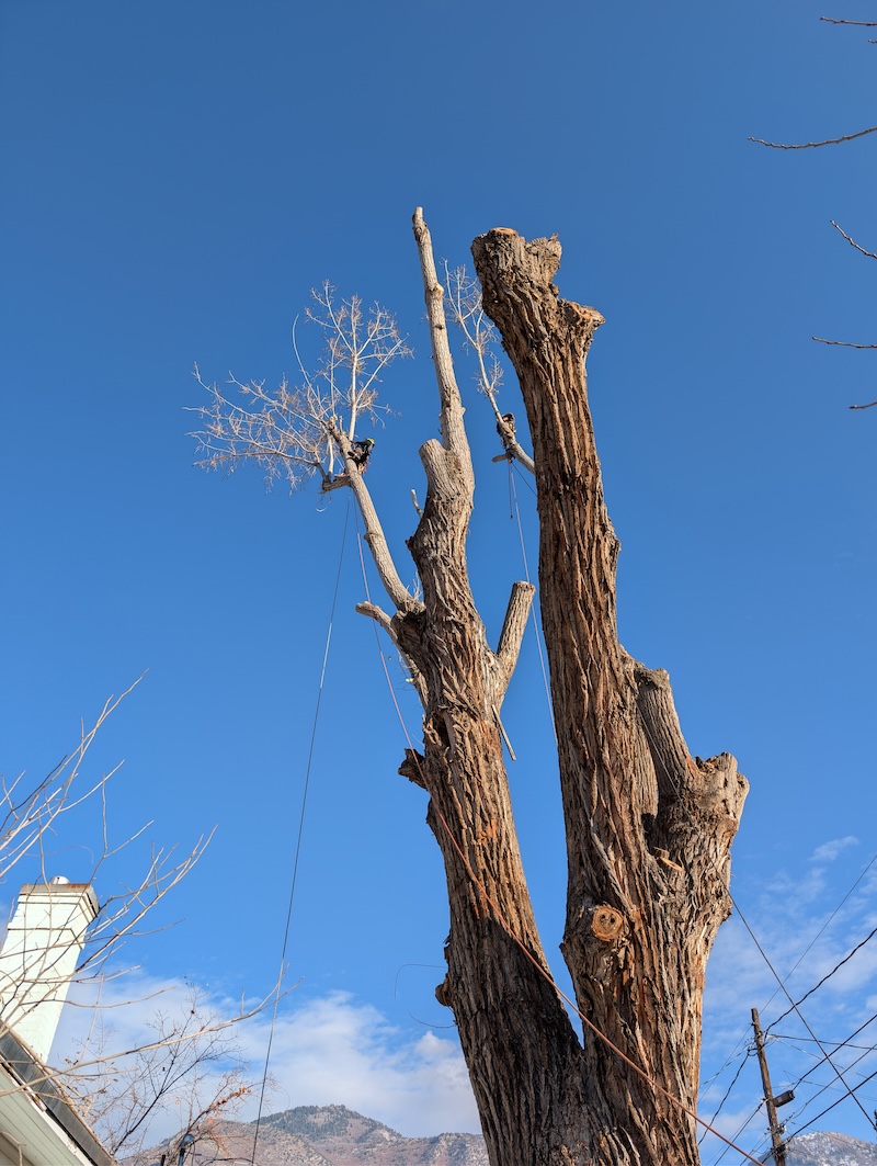 Tree service in Saratoga Springs, UT by Climbers Tree Care