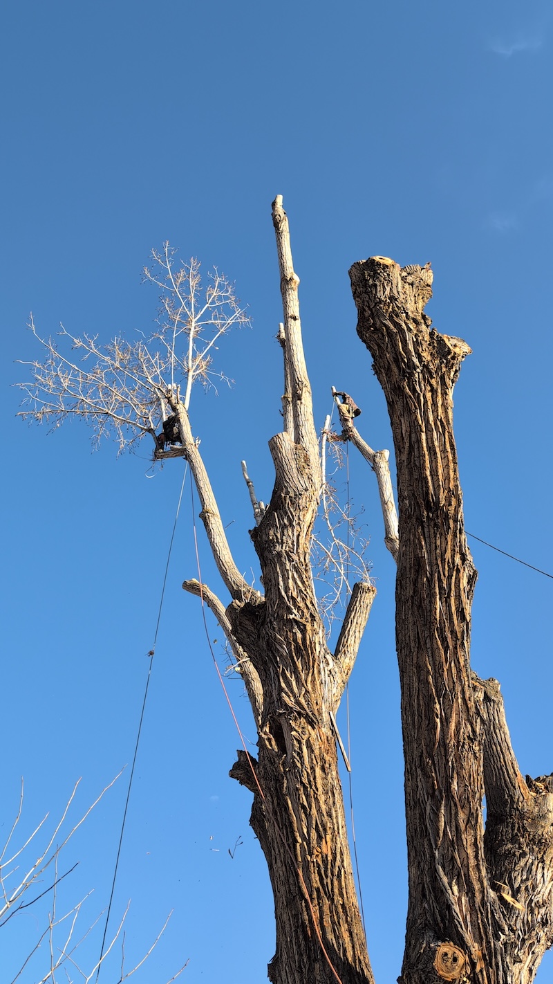 Tree service project near Saratoga Springs, UT
