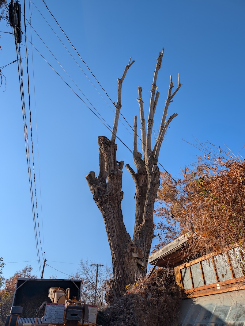 Tree service project near Saratoga Springs, UT