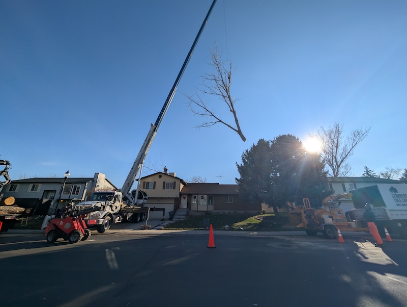 Evening cleanup after tree removal