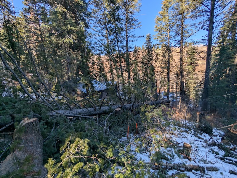 Tree service project near Spanish Fork, UT