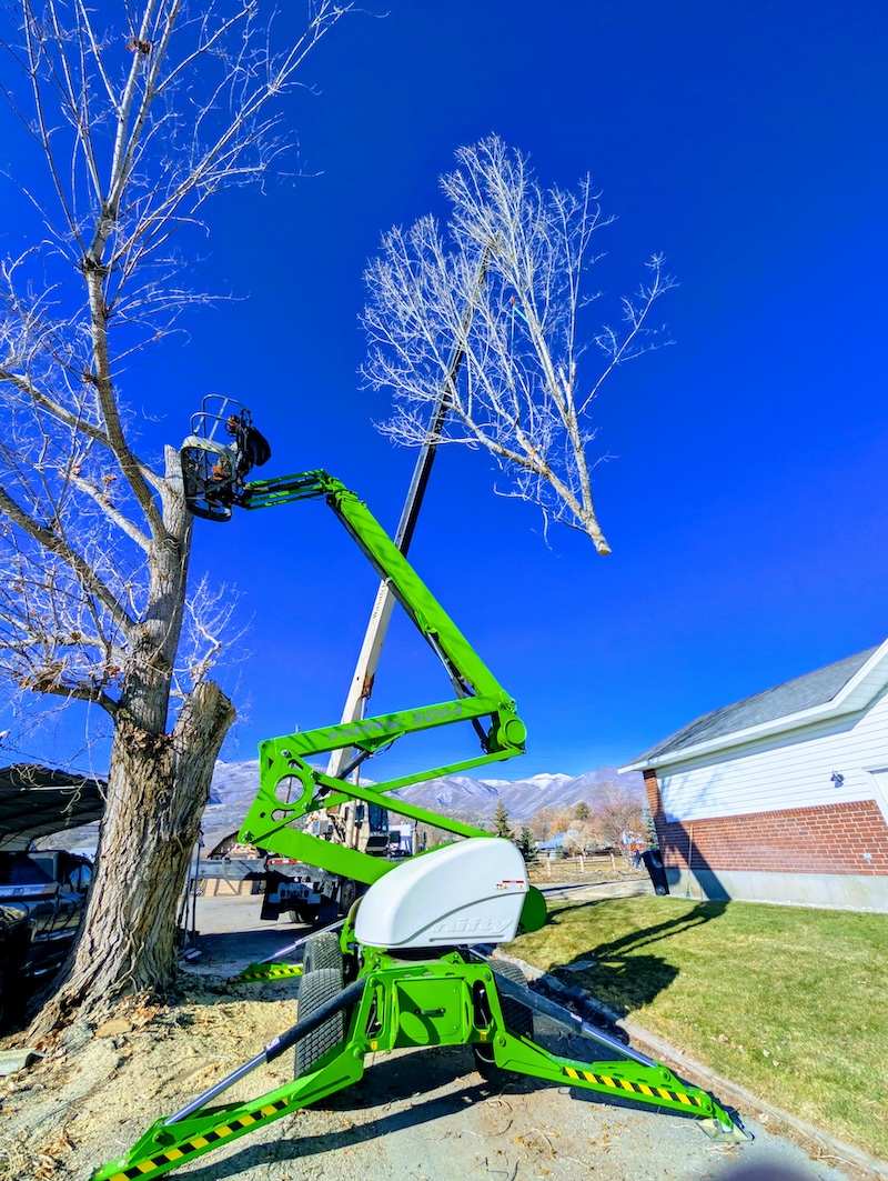 ISA Certified Arborist performing professional tree removal service in Lindon, Utah County