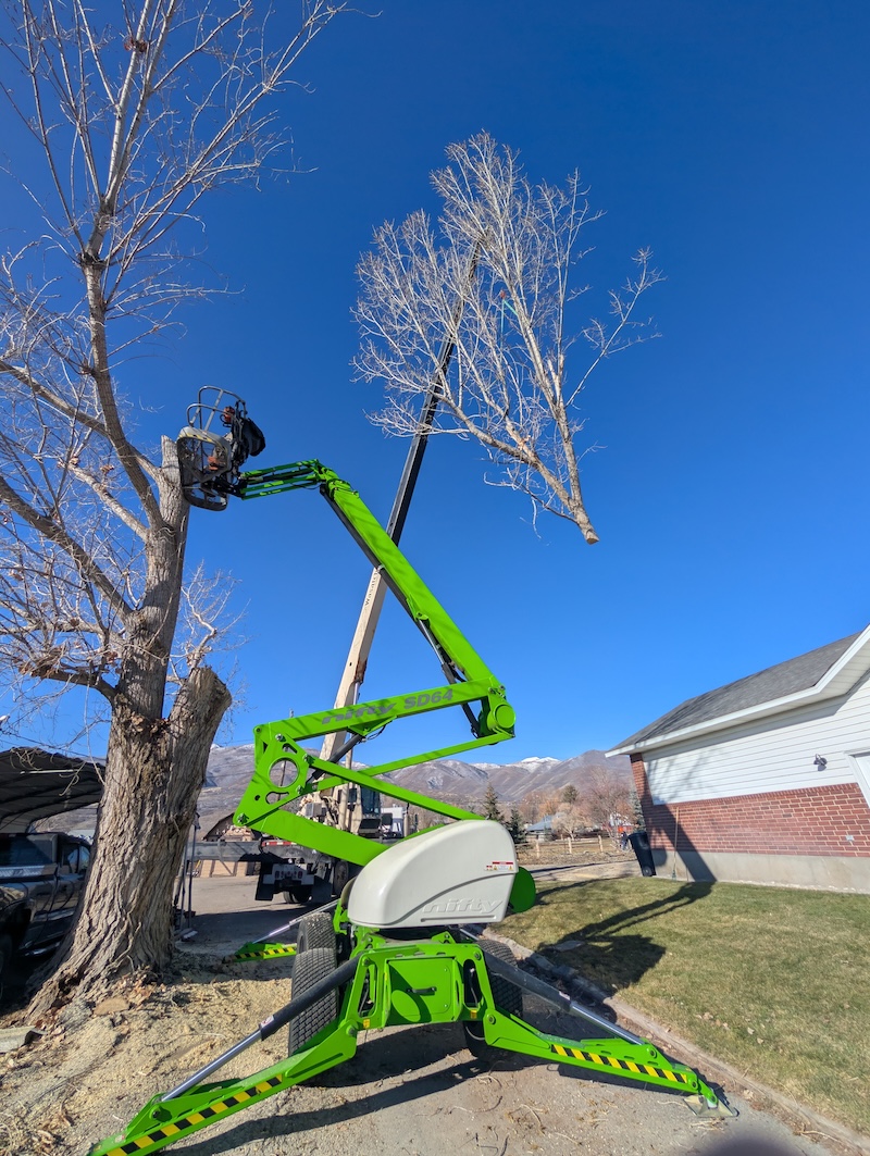 Climbers Tree Care crew at work - photo 2