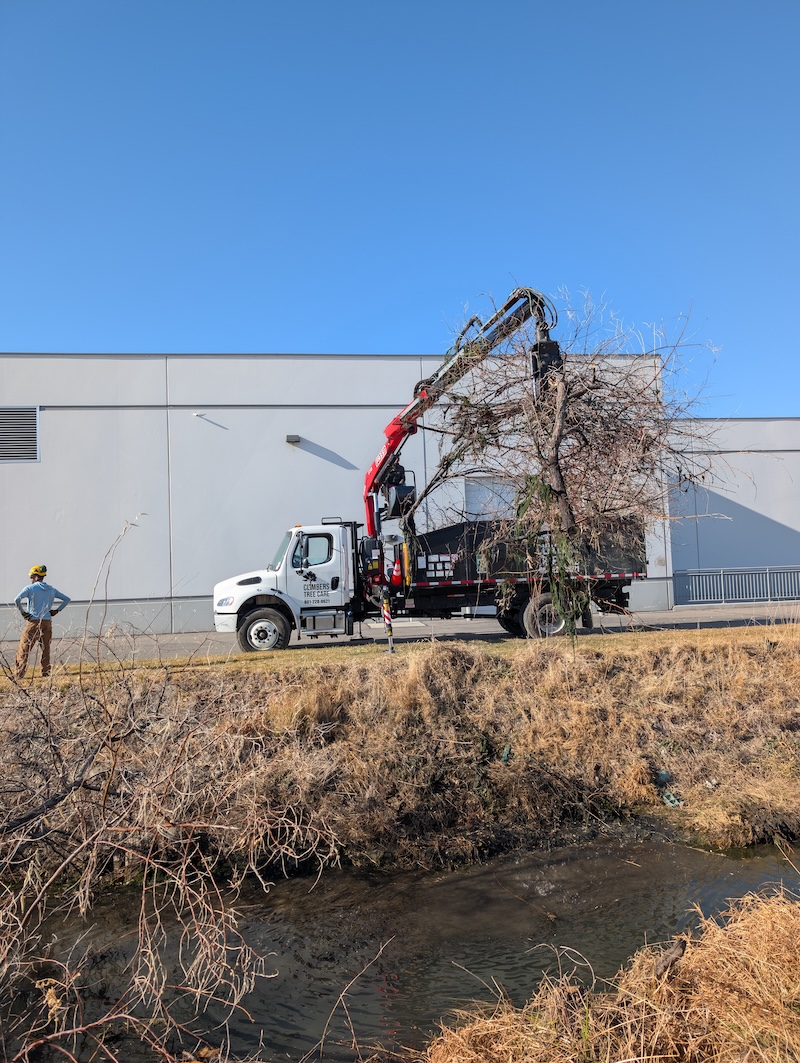 Climbers Tree Care grapple truck lifting whole tree near commercial building