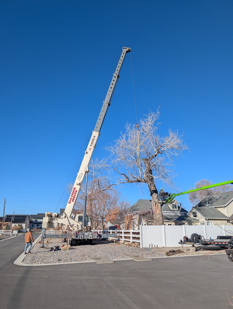 Tree service project near Lindon, UT
