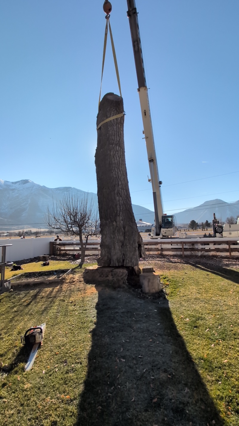 Tree service project near Lindon, UT