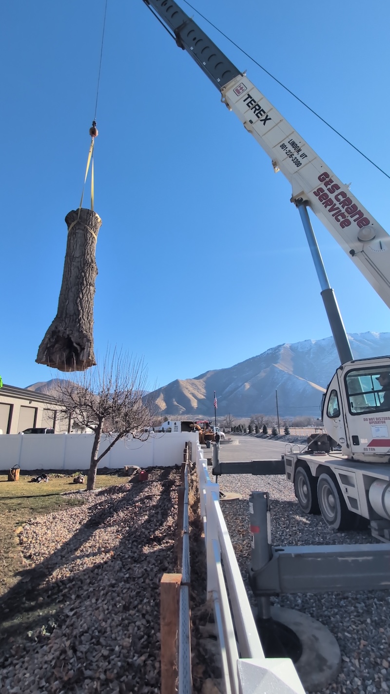 Tree service project near Lindon, UT
