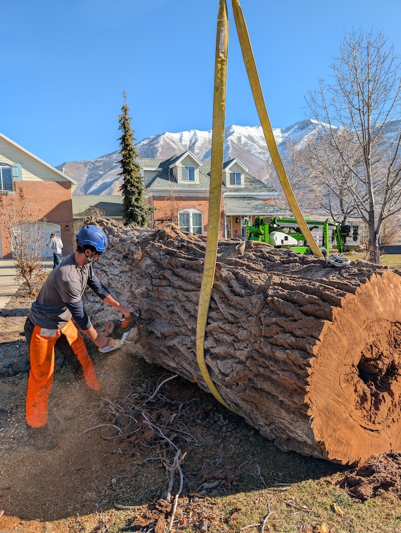Arborist cutting giant uprooted stump with chainsaw, Wasatch mountains