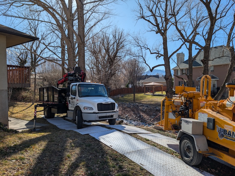 Climbers Tree Care crew at work - photo 4