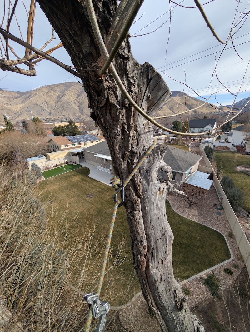 Tree Risk Assessment in Utah County