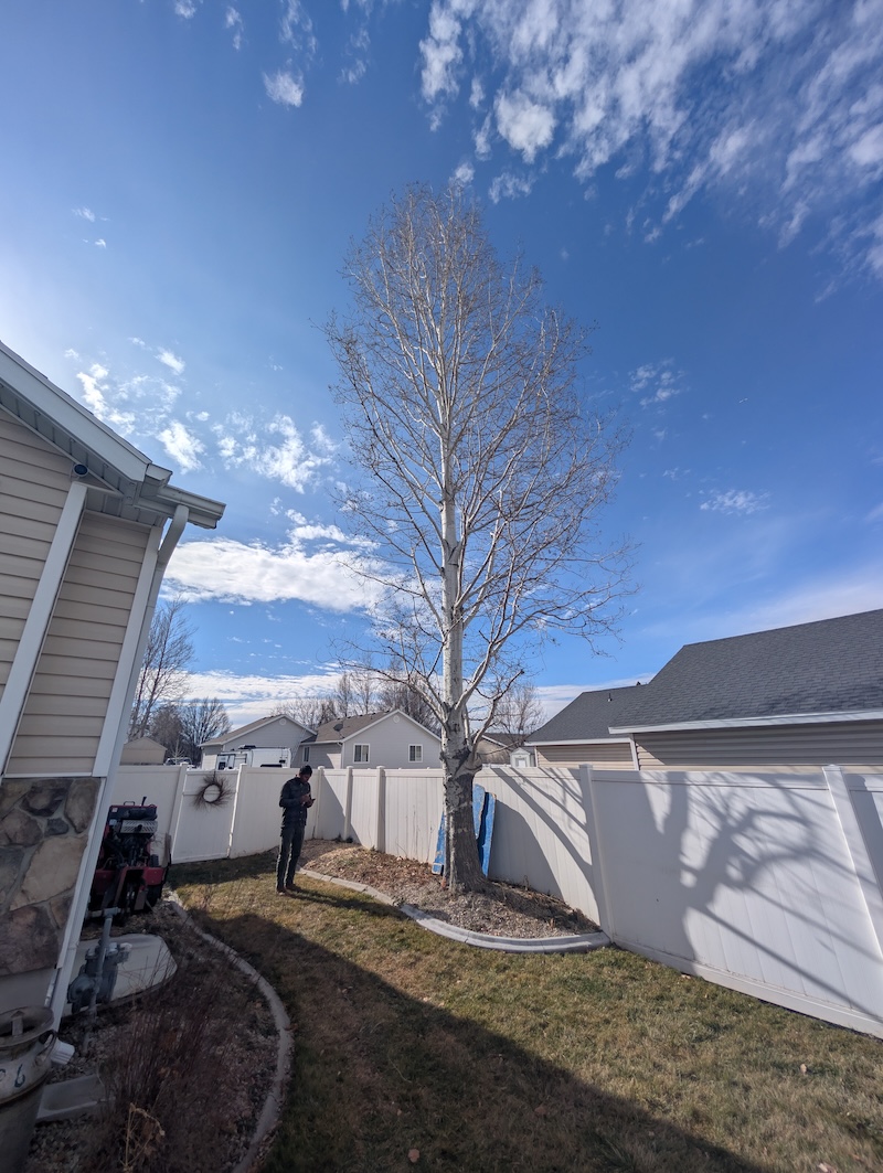 Tree removal operation in progress