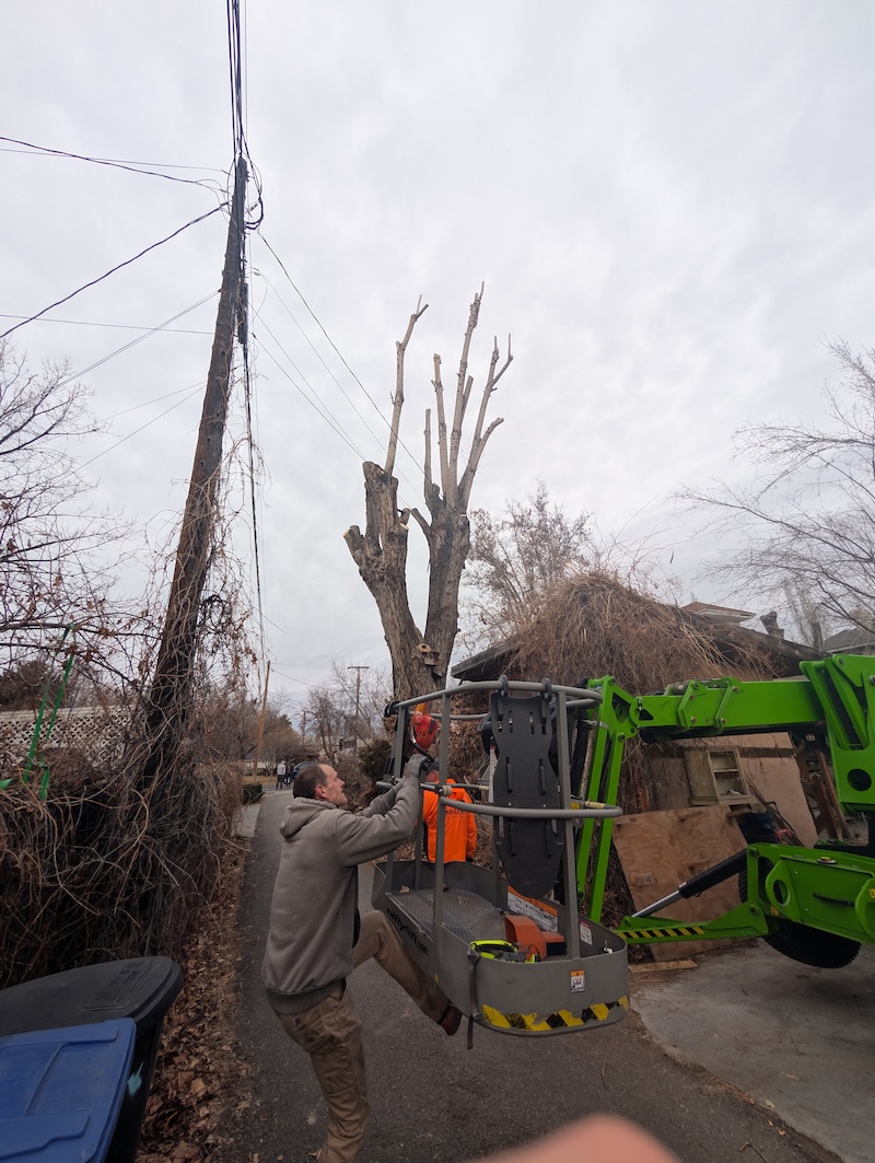 Tree Risk Assessment