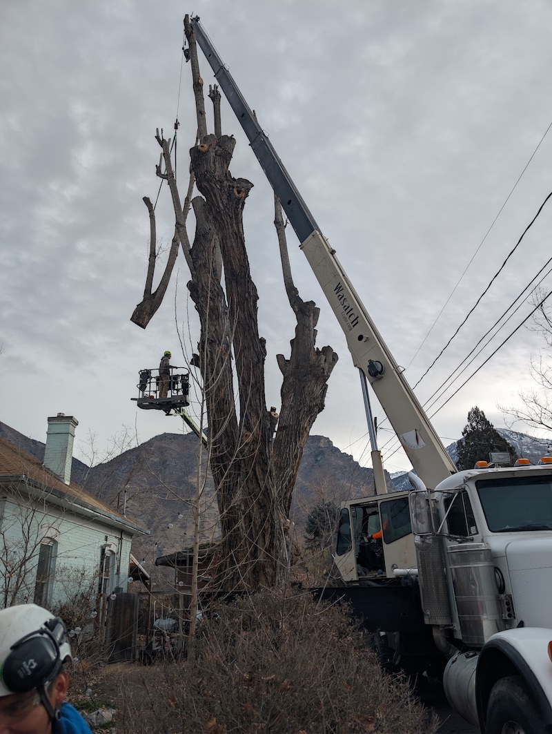 Climbers Tree Care crew at work - photo 1