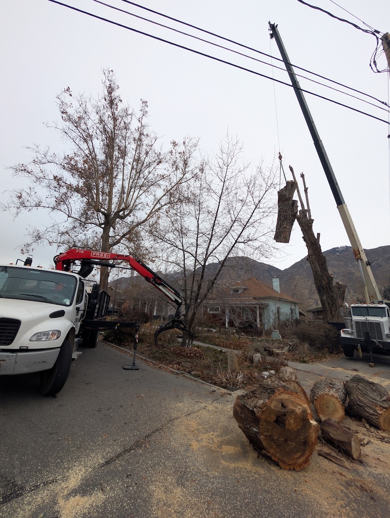 Climbers Tree Care crew at work - photo 6
