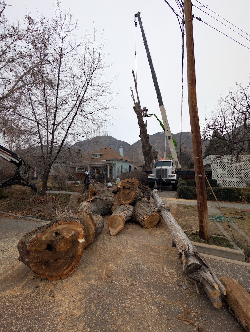 Wide shot of full tree removal operation in Utah County