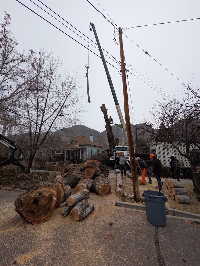Crew actively loading logs while crane hoists large tree section