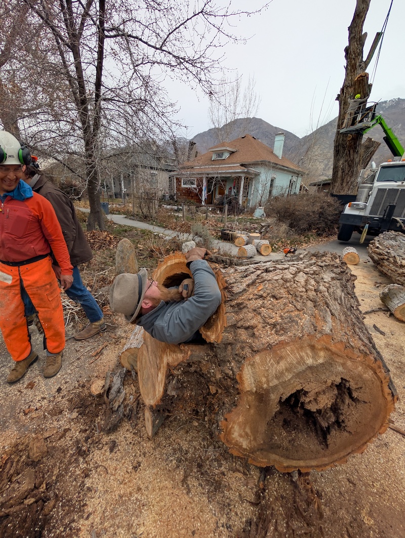 Climbers Tree Care professional tree services