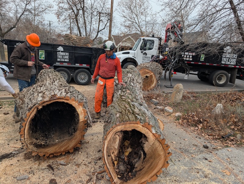 Tree service across Utah County