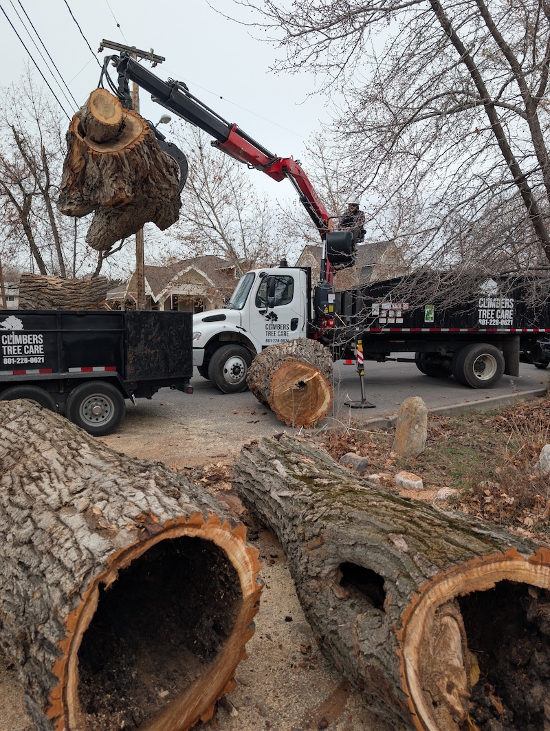 Climbers Tree Care team and trucks