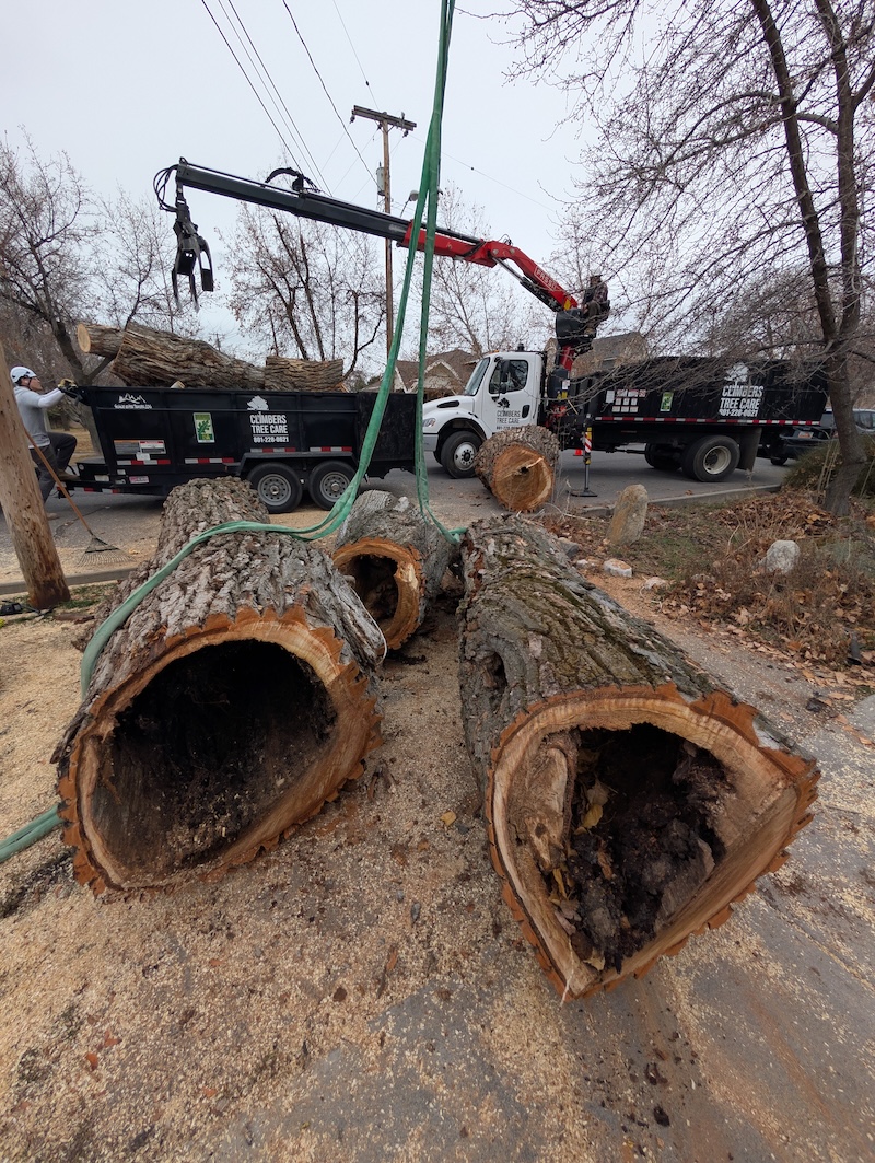 Both Climbers Tree Care trucks on a large tree removal job