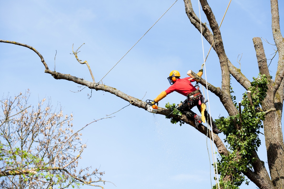 Arborist Consultation